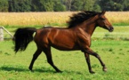Elle élevait ses chevaux dans le noir complet et les maltraitait, le tribunal la condamne à un an de prison ferme et 13 500 euros d'amende !