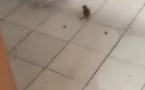 Vidéo : au début c'était le roi- chat, mais, maintenant c'est la reine-souris 