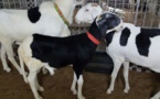 Insolite : Bergerie Serigne Fallou propose 10 000 000 fcfa pour un mouton?