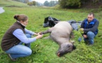 Le chasseur confond un cheval... avec une biche et le tue