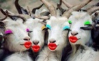 Des chèvres en mode maquillage, de qui se moque-t-on?