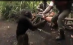 Vidéo: un singé armé, sauve qui peut, regardez!!!