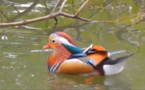 Vidéo:  la beauté de la faune et de la flore!!!