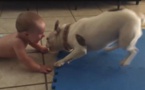 Vidéo: quand le chien de la maison tient compagnie à Bébé, regardez!!