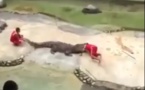 Vidéo : un dompteur échappe à la furie d'un crocodile !!