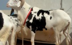 Braquage : 12 hommes armés attaquent les fermes de Deni Biram Ndao, Campement Nguekhokh et Niaga et disparaissent avec 53 moutons, dont 13 femelles ladoum