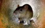 Une école maternelle fermée à cause de rats : ils déambulaient dans les classes
