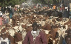 Vidéo : convoi des milliers de boeufs vers Touba, Cheikh Béthio Thioune remet ça