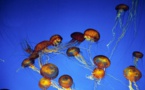 Plus de soixante nageurs piqués par des méduses, lors d'un marathon aquatique au Brésil