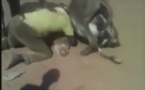 Insolite : Combat de choc entre un âne têtu et son propriétaire... à mourir de rire!! Regardez