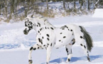 Ces chevaux ont les couleurs les plus exceptionnelles et les plus belles du monde ! Ils sont vraiment splendides !