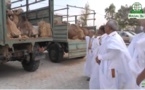 "Adiya" Magal Touba 2016 : Le Pr mauritanien Ould Abdalla Aziz convoie deux camions remplis de chameaux à Touba