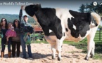 Vidéo Insolite : Une vache qui mesure 1m95, regardez
