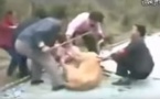 Choc!  Un lion attaque une petite fille dans un zoo et refuse de lâcher prise, Ames sensibles s'abstenir...