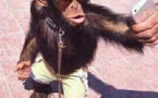 Selfie version singe, appréciez!!