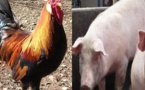 (Reportage) Mets à l’occasion des fêtes de fin d’année : pourquoi, chez les chrétiens, la cote du poulet est plus élevée que celle du cochon
