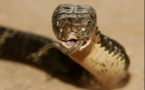Un homme meurt après avoir été mordu par l'un des serpents les plus venimeux au monde dans son salon