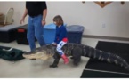 Vidéo: une fillette monte sur cet Alligator comme à cheval, regardez!!!