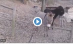 Vidéo: regardez ce qu'a fait cet âne!!!