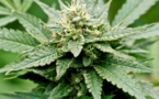 Sa petite-fille ingère une boulette de cannabis: une grand-mère mise en examen