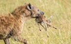 6 Photos : rivalité entre lions et hyènes au Masai Mara dans le sud du Kenya, regardez