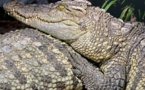 Son selfie avec un crocodile tourne mal