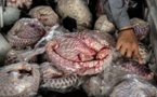 Le pangolin, une viande très appréciée au Gabon