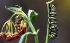 Une nouvelle espèce de chenille en Afrique menace le commerce mondial