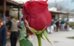 À Maiduguri, le berceau de Boko Haram, on célèbre aussi l'amour