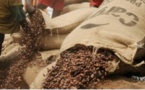 Côte d'Ivoire: grève des producteurs de cacao