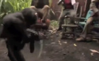 Vidéo: quand un singe sème la panique en dégainant un fusil sur des personnes