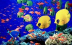 Coran et expérience esthétique de la nature: Pourquoi y a-t-il harmonie et unité plutôt que disharmonie et fissure ? (Par Ahmadou Makhtar Kanté)