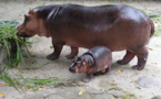 VIDEO - « Dina fetal hippopotame yi* » (à mourir de rire)