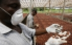 Cacao de mauvaise qualité: la Côte d`Ivoire perd 150 mds FCFA par an (comité de gestion)