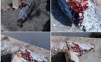 Tunis : un crocodile de zoo meurt sous les jets de pierres, lancées par des touristes