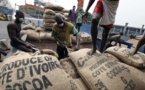 La chute des cours du cacao et ses conséquences sur les producteurs ivoiriens