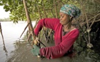 (Images) La mangrove de palétuviers du delta du Saloum