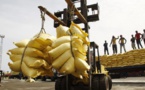 Importation du riz : Une facture de 226,4 milliards en 2015