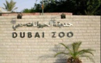 Ils ont fait manger un chat par des chiens: ils sont condamnés à nettoyer le zoo de Dubaï
