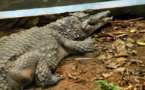Zimbabwe : un enfant de huit ans retrouvé dans le ventre d’un crocodile