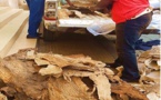 Criminalité faunique : L’Affaire de trafic de peaux de crocodiles et de peaux de python prise très au sérieux par les magistrats du Tribunal de Grande Instance de Dakar