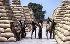 CAMPAGNE D’ARACHIDE 2008 - 2009   Des voix contestent la production annoncée