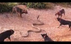 Vidéo: Des chiens arrivent à battre l'énorme serpent qui effrayait leur maître