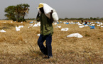 Alerte rouge: 800 000 Sénégalais en proie à la famine !