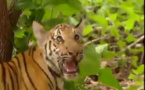 Vidéo- Regardez ce singe taquin face au Tigre