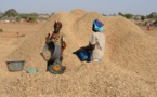 Campagne arachidière : plus de 82 000 tonnes collectées par la Sonacos (Dg)