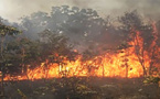 Ranch de Dolly : 4310 hectares ravagés par un incendie