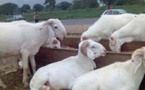 Insolite infraction à Linguère: pour s'acheter un téléphone portable tactile, le berger brade 8 moutons de race de son père à 6500 francs l'unité
