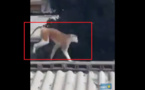 Vidéo - Voici le singe qui a mordu un chien, tué un mouton et hante le sommeil des habitants du quartier de BOPP, rue 4