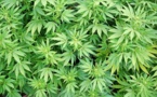 ​L’Ocrtis et le Commissariat de Police de Jaxaay opèrent une saisie de 123,2 kilogrammes  de chanvre indien